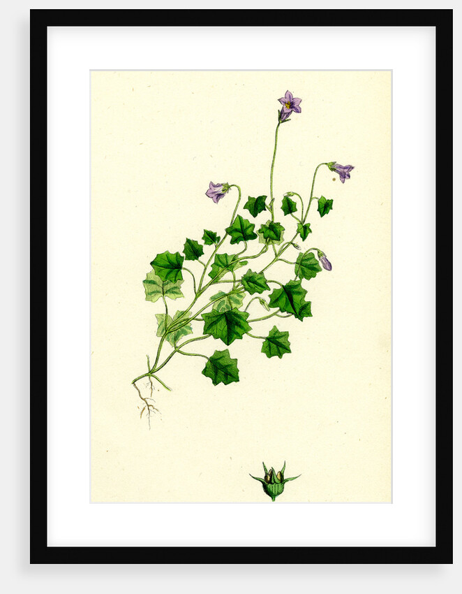 Campanula Hederacea Ivy-Leaved Bell-Flower by Anonymous