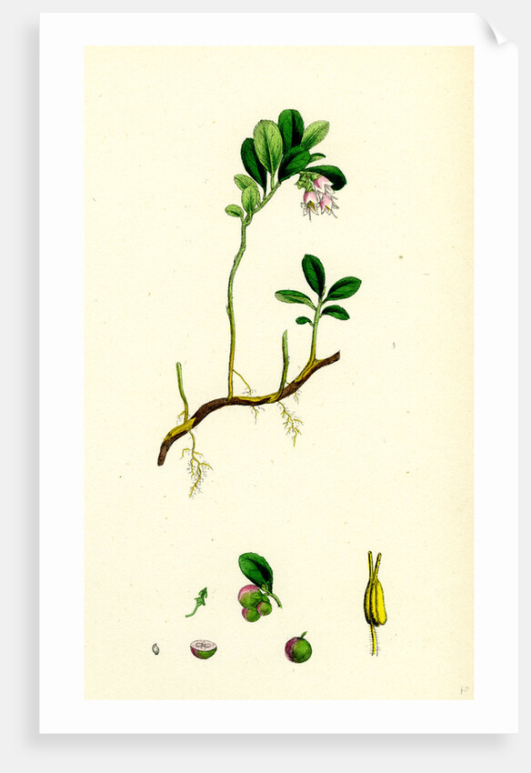 Vaccinium Vitis-Idaea Red Whortleberry by Anonymous