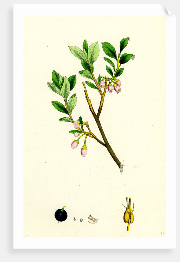 Vaccinium Uliginosum Great Bilberry by Anonymous