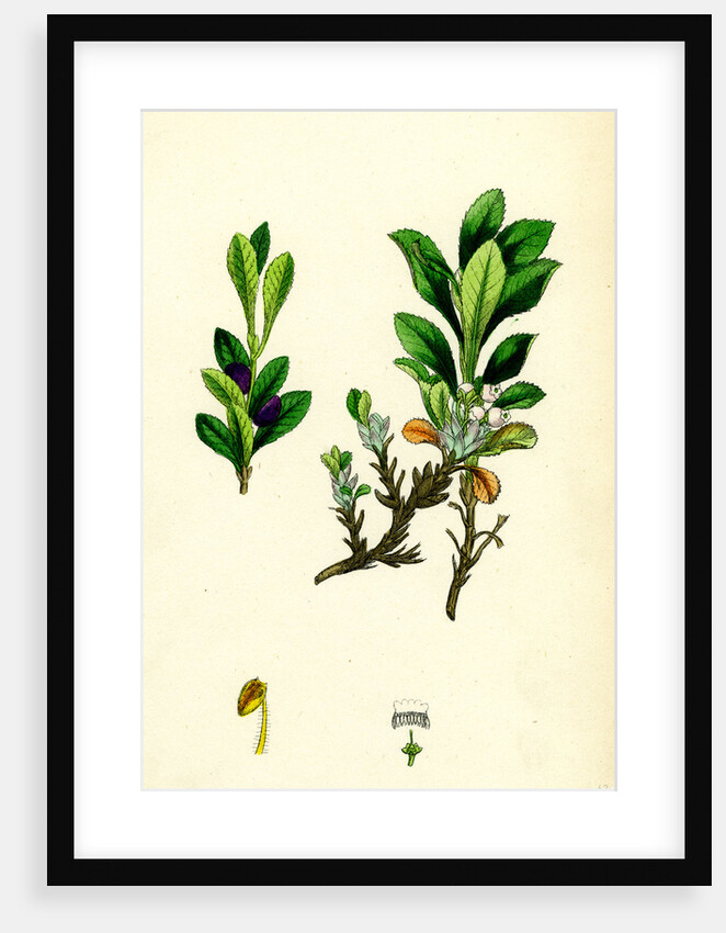 Arctostaphylos Alpina Alpine Bearberry by Anonymous