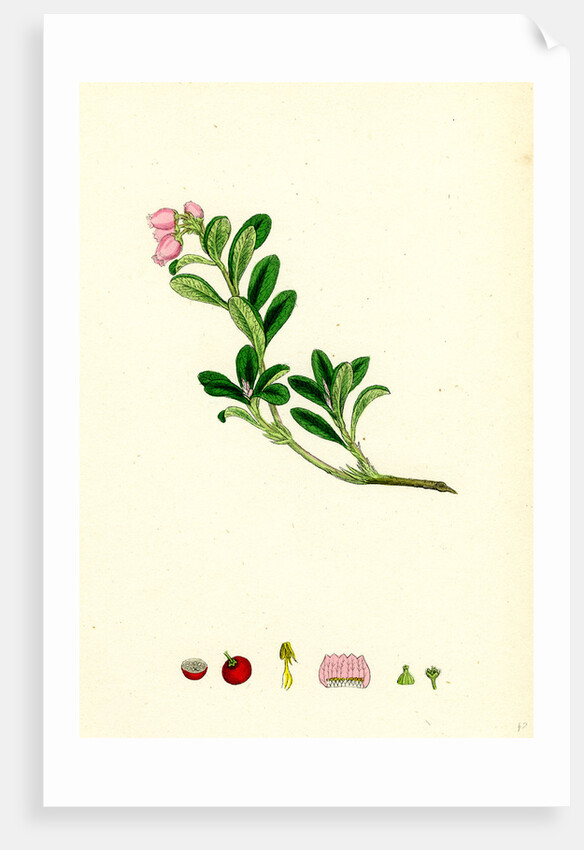 Arctostaphylos Uva-Ursi Common Bearberry by Anonymous