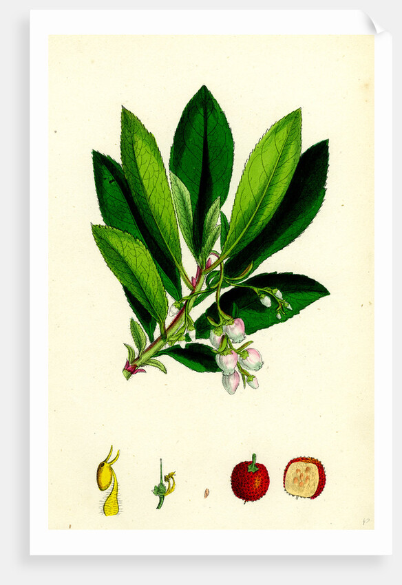 Arbutus Unedo Strawberry-Tree by Anonymous