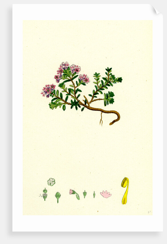 Loiseleuria Procumbens Trailing Azalea by Anonymous