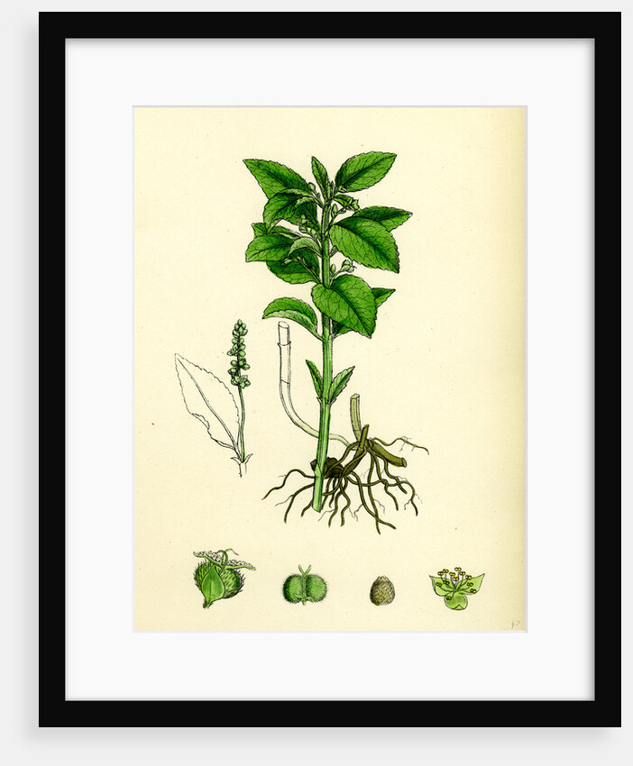 Mercurialis Perennis Perennial Dog's-Mercury by Anonymous