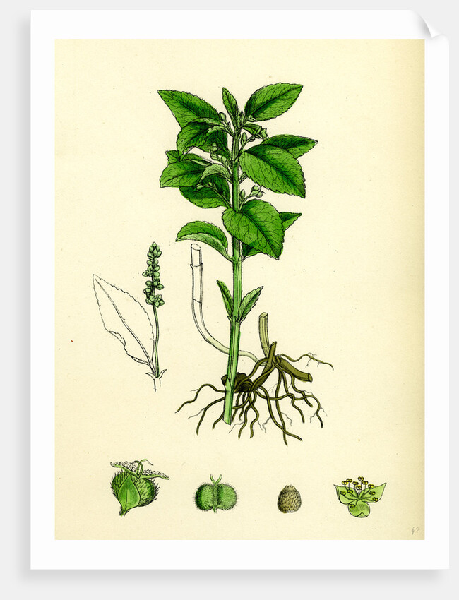 Mercurialis Perennis Perennial Dog's-Mercury by Anonymous
