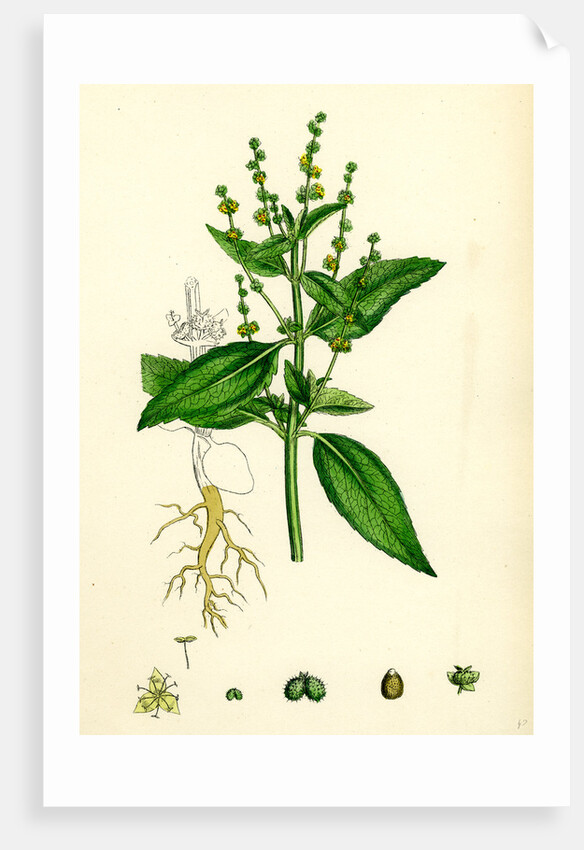 Mercurialis Annua Var. Genuina Annual Dog's-Mercury Var. A. by Anonymous