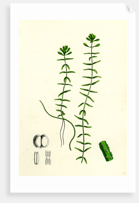 Callitriche Hamulata Hooked Water Starwort by Anonymous