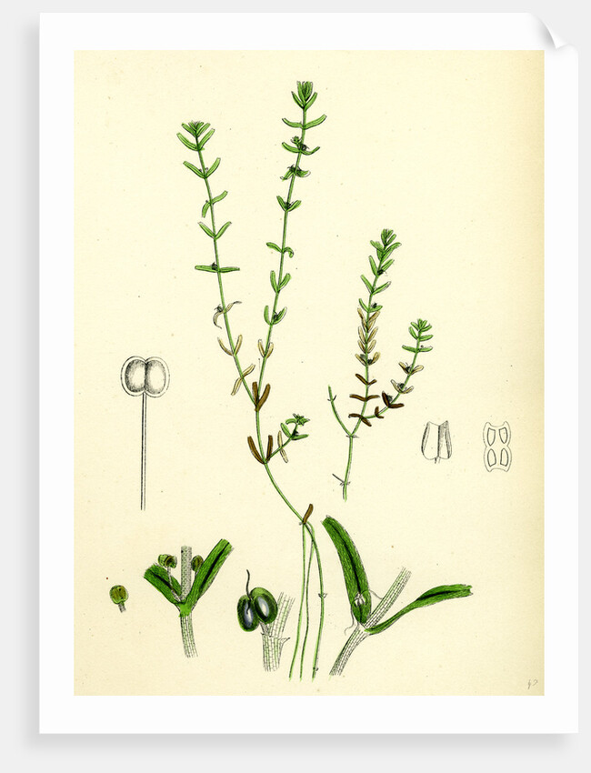 Callitriche Pedunculata Pedunculated Water Starwort by Anonymous
