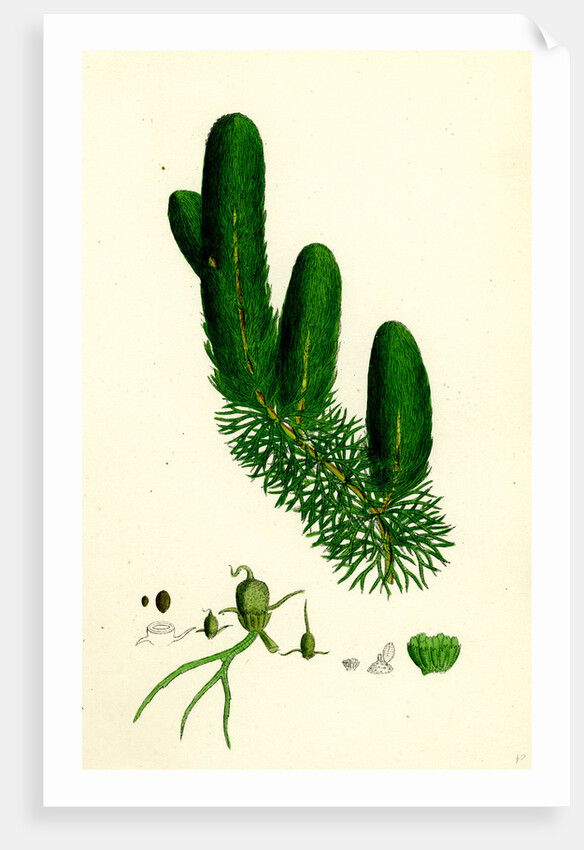 Ceratophyllum Demersum Common Hornwort by Anonymous