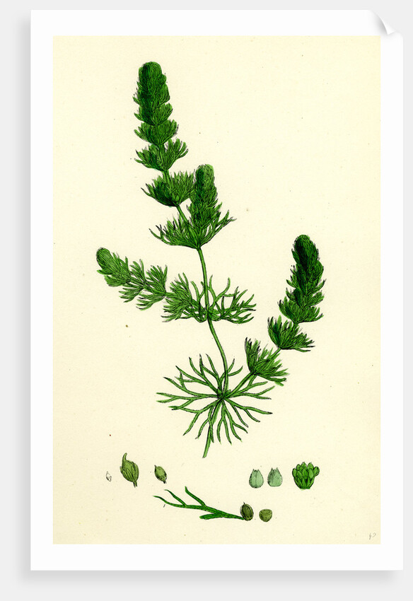 Ceratophyllum Submersum Unarmed Hornwort by Anonymous
