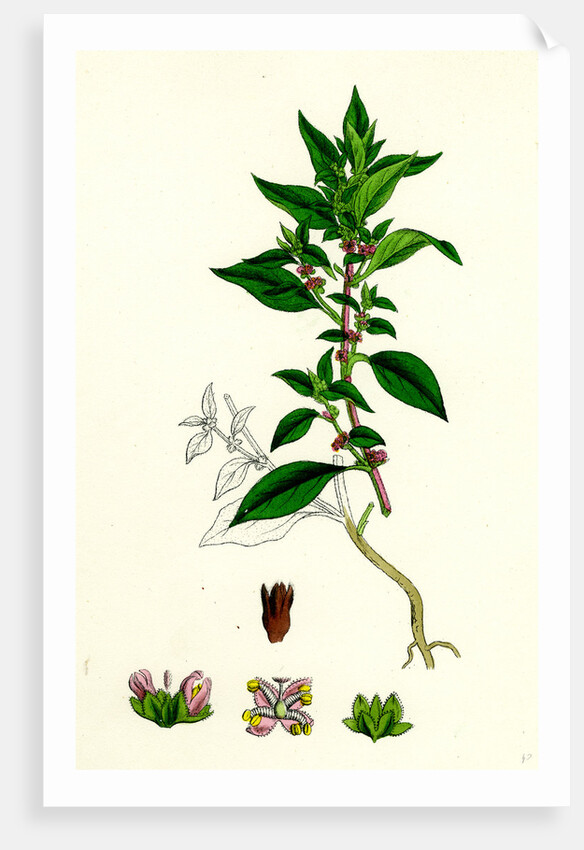 Parietaria Diffusa Pellitory-of-the-Wall by Anonymous