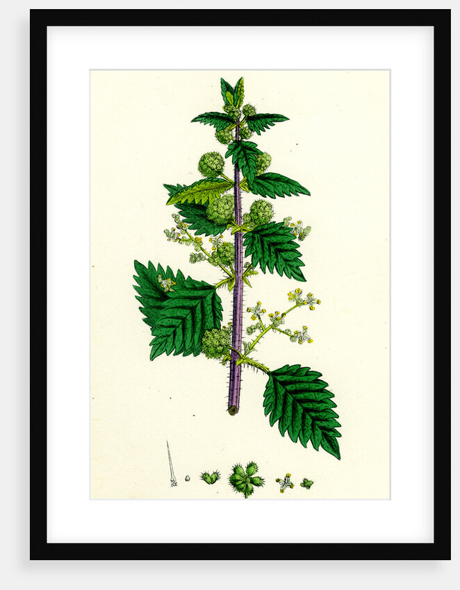 Urtica Pilulifera Var. Genuina Roman Nettle Var. A. by Anonymous