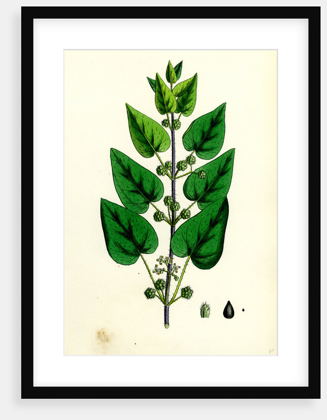 Urtica Pilulifera Var. Dodartii Roman Nettle Var. B. by Anonymous