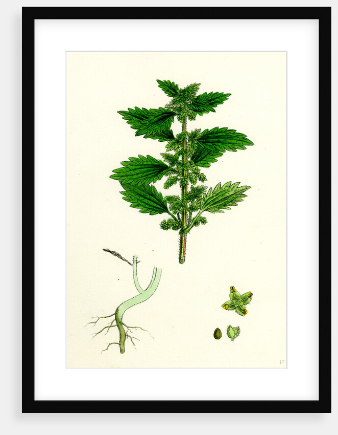 Urtica Urens Small Nettle by Anonymous