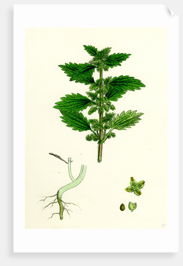 Urtica Urens Small Nettle by Anonymous
