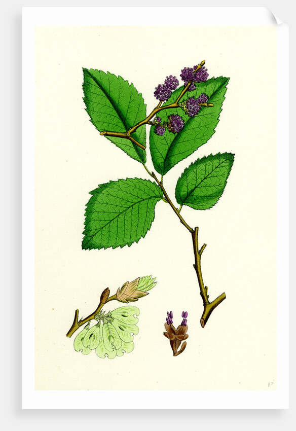 Ulmus Suberosa Var. Genuina Common Elm Var. A. by Anonymous