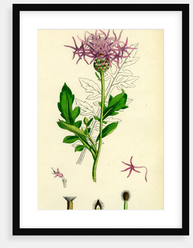 Centaurea Scabiosa Greater Knapweed by Anonymous