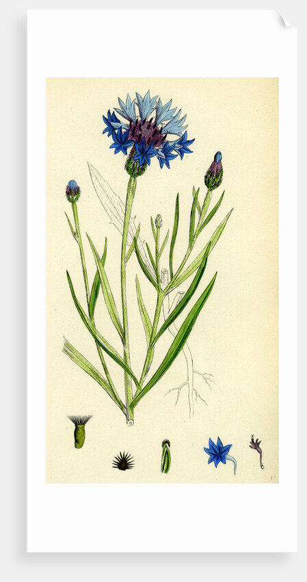 Centaurea Cyanus Blue-Bottle by Anonymous
