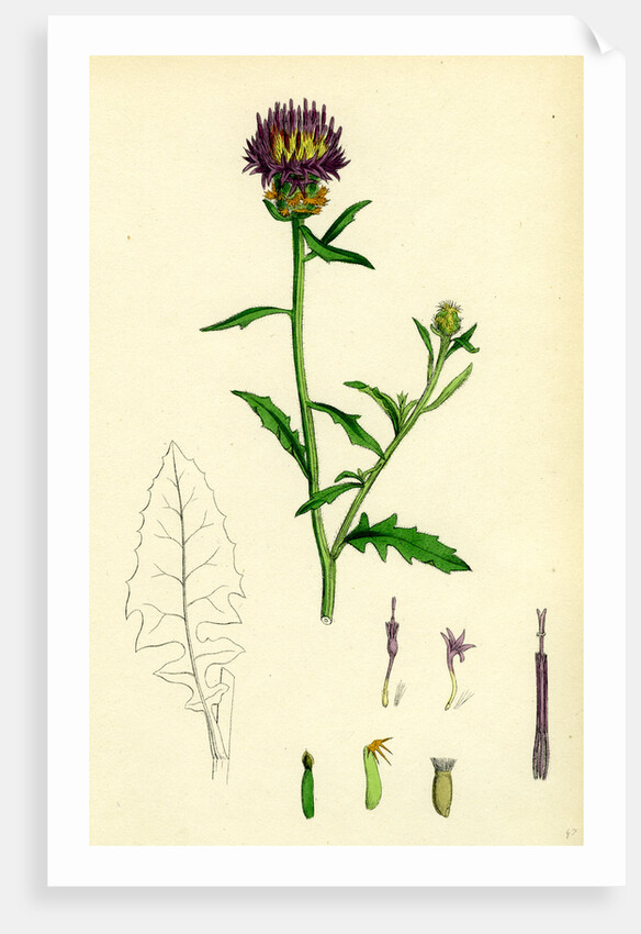 Centaurea Aspera Rough Star-Thistle by Anonymous