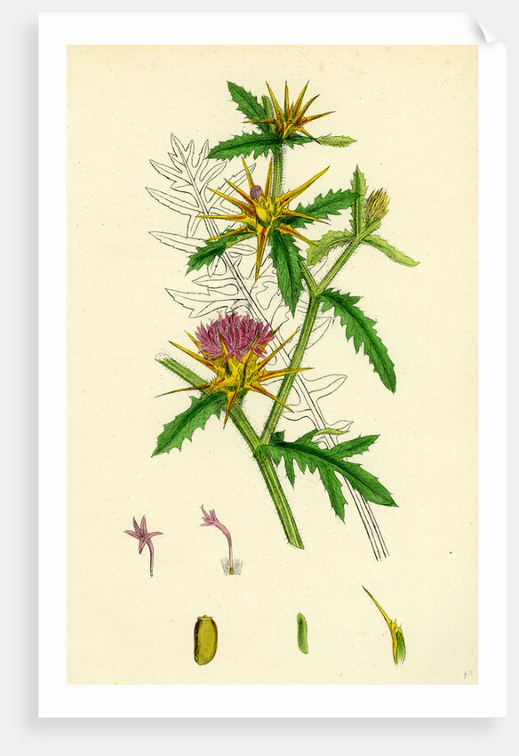 Centaurea Calcitrapa Star-Thistle by Anonymous