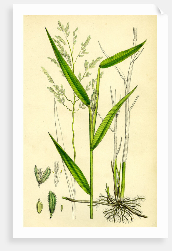 Leersia Oryzoides European Cut-Grass by Anonymous