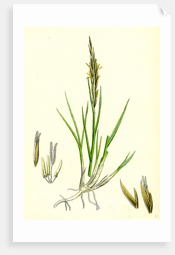 Spartina Stricta Twin-Spiked Cord-Grass by Anonymous