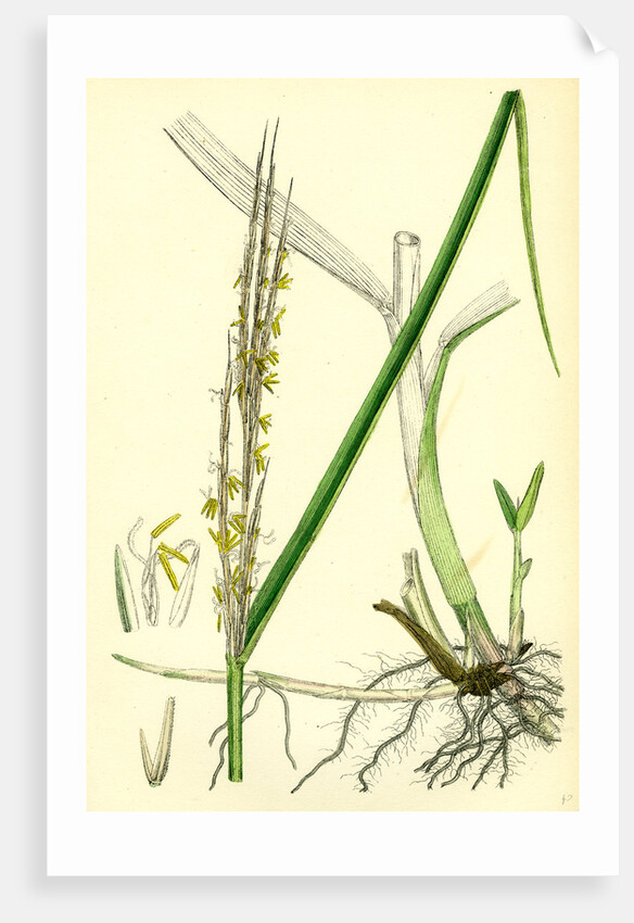 Spartina Alterniflora Many-Spiked Cord-Grass by Anonymous