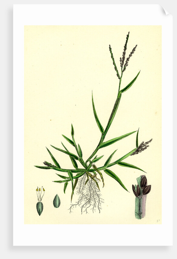 Digitaria Humifusa Glabrous Finger-Grass by Anonymous