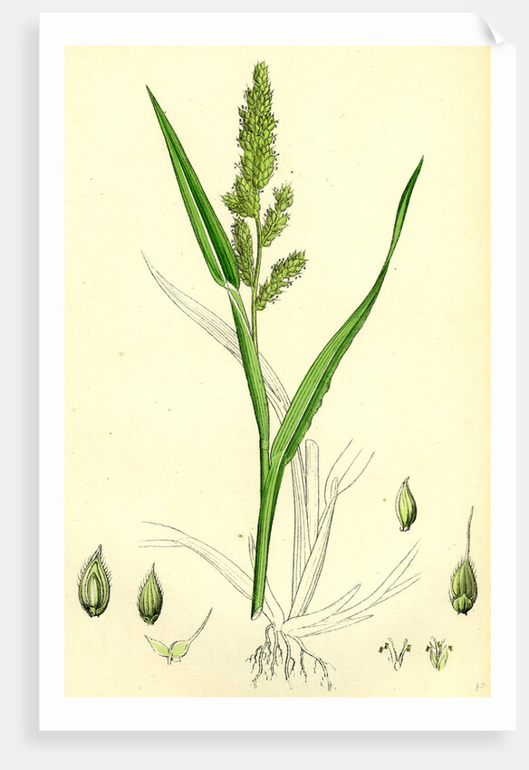 Echinochloa Crus-Galli Loose Panic-Grass by Anonymous