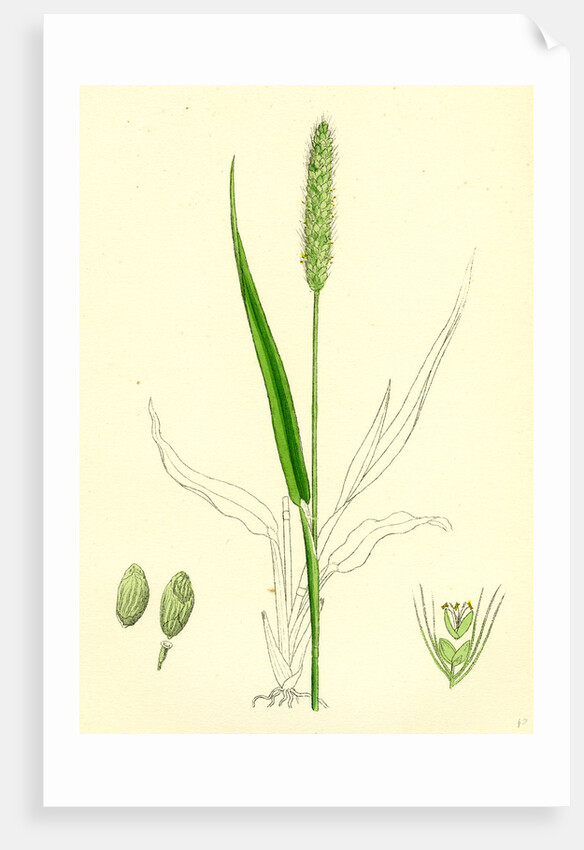 Setaria Viridis Green Bristle-Grass by Anonymous