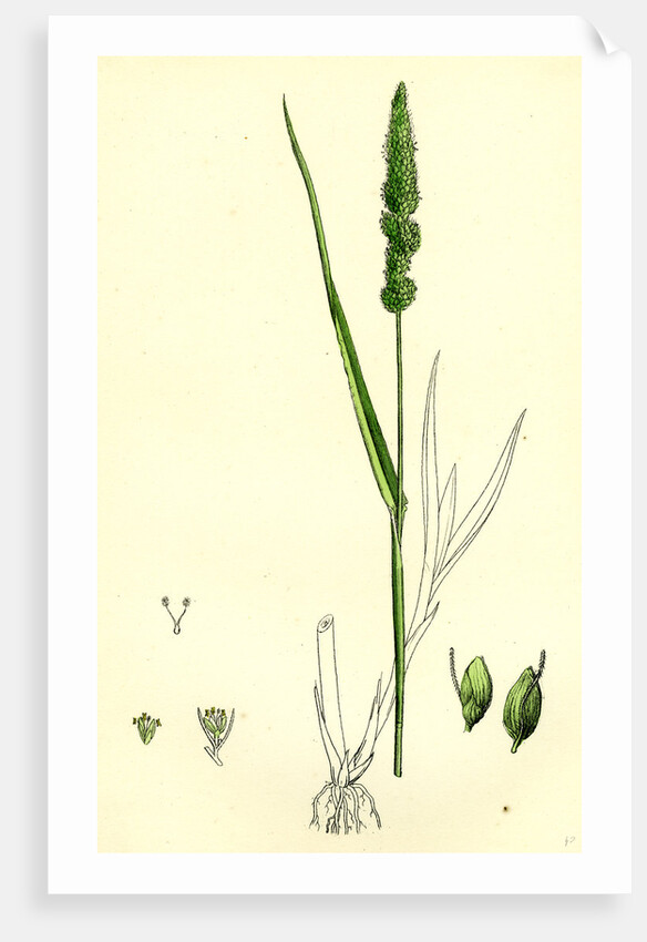 Setaria Verticillata Rough Bristle-Grass by Anonymous