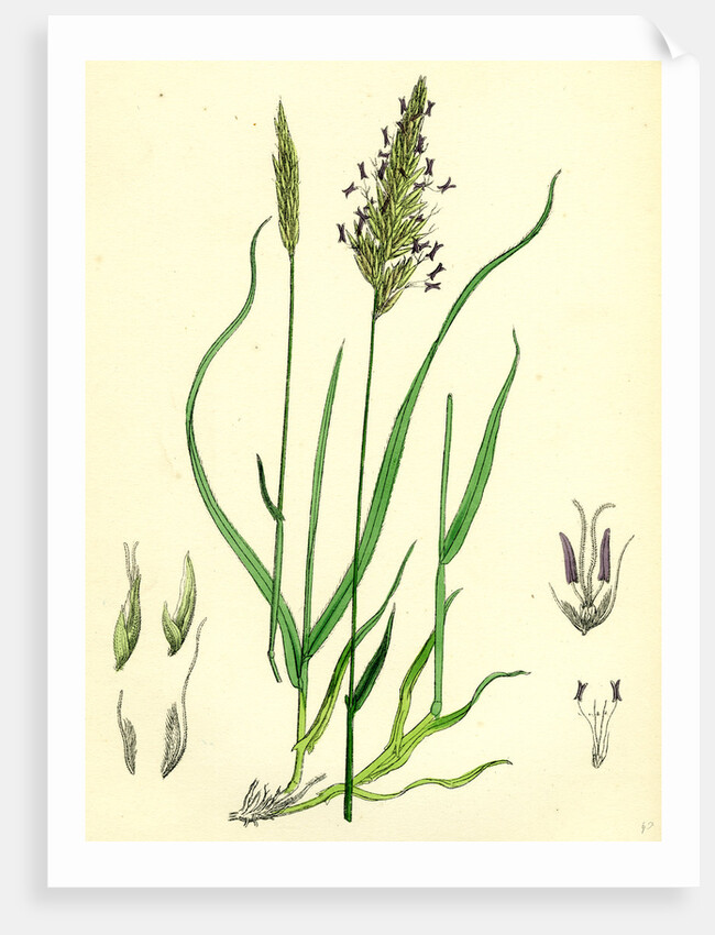 Anthoxanthum Odoratum Sweet-Scented Vernal-Grass by Anonymous