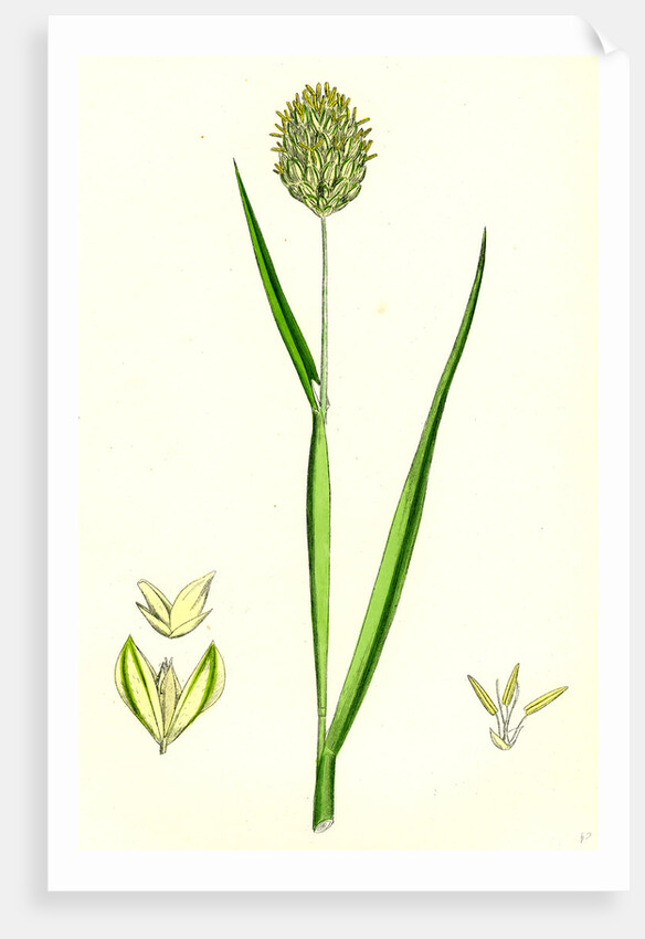 Phalaris Canariensis Canary-Grass by Anonymous