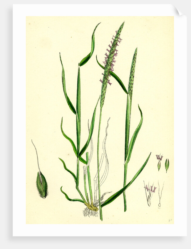 Alopecurus Agrestis Slender Fox-Tail-Grass by Anonymous