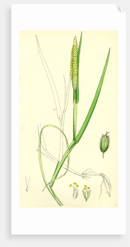 Alopecurus Fulvus Orange Anthered Fox-Tail-Grass by Anonymous