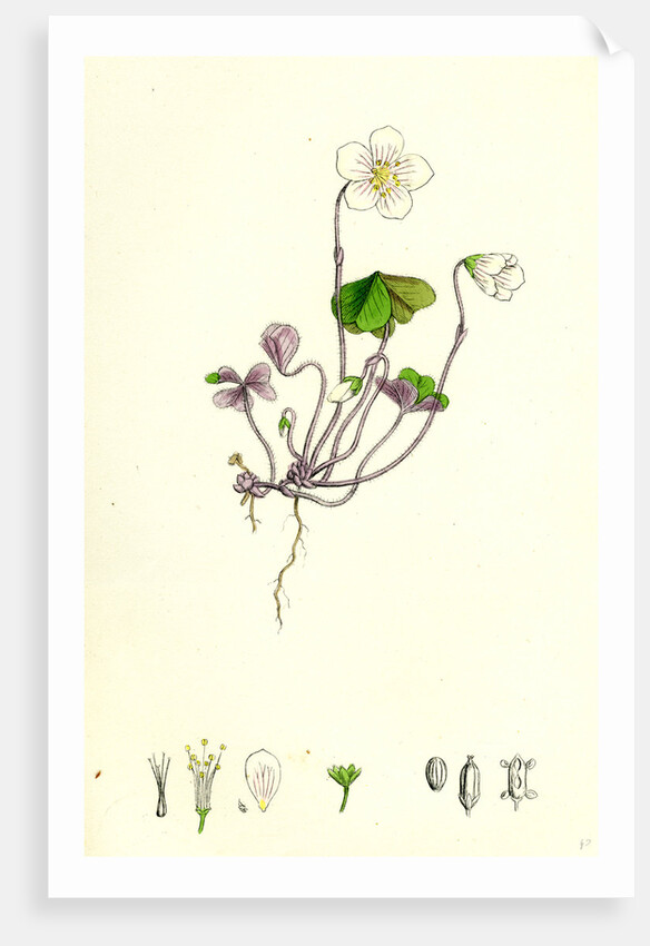 Oxalis Acetosella Wood Sorrel by Anonymous