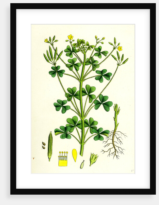 Oxalis Stricta Upright Yellow Sorrel by Anonymous