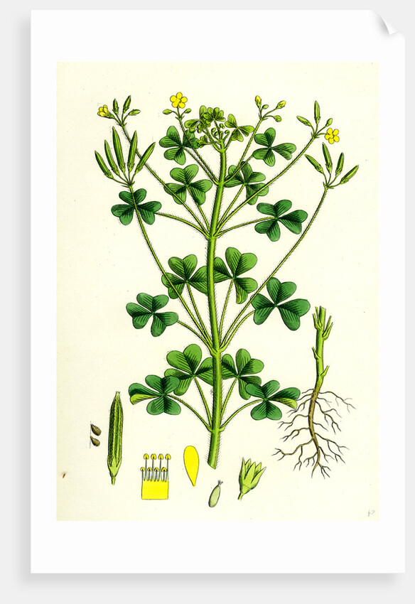 Oxalis Stricta Upright Yellow Sorrel by Anonymous