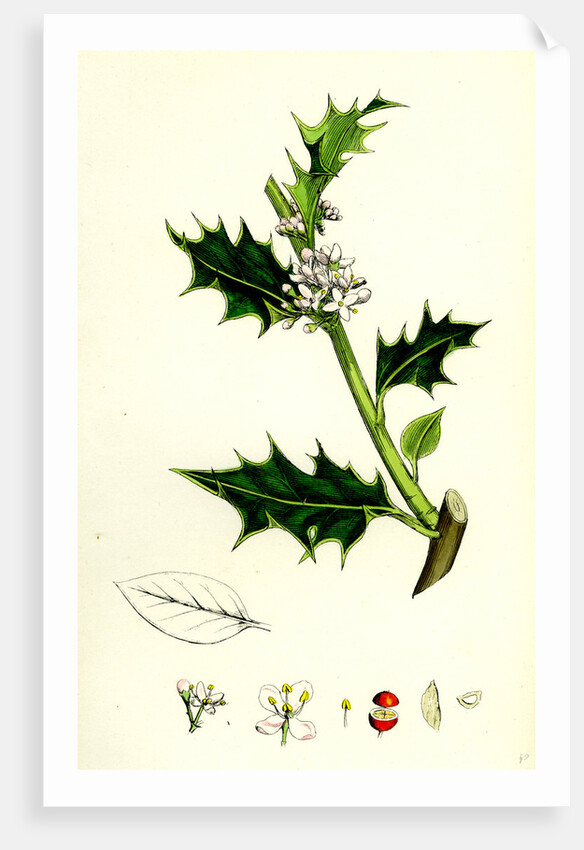 Ilex Aquifolium Common Holly by Anonymous