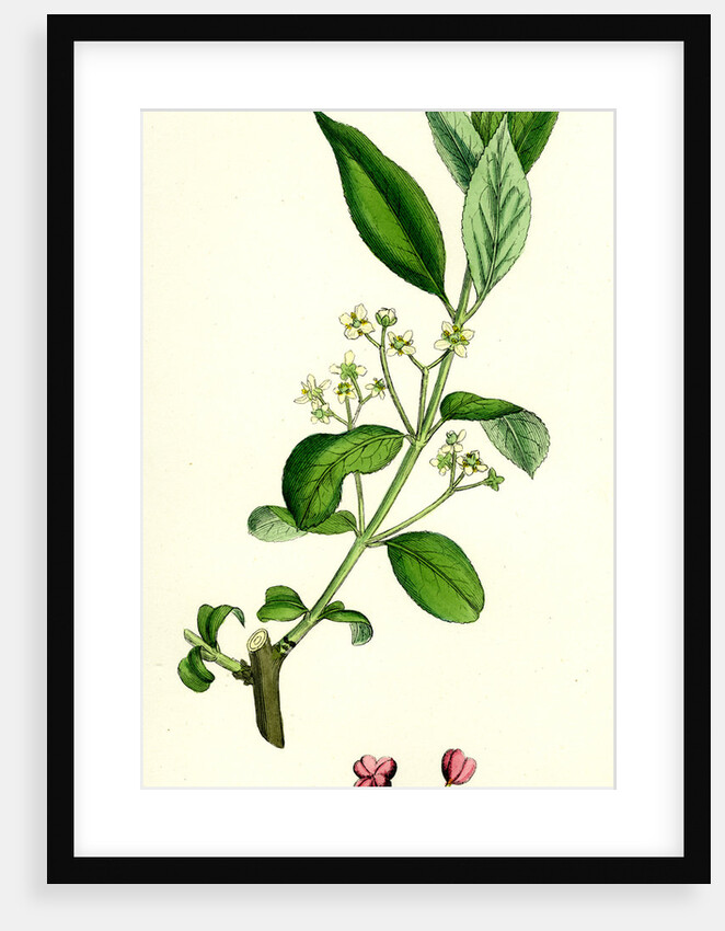 Euonynius Europeus Spindle Tree by Anonymous