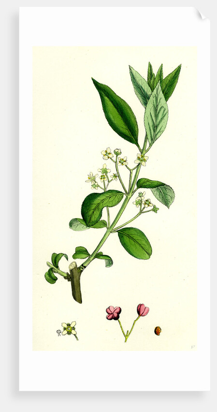 Euonynius Europeus Spindle Tree by Anonymous