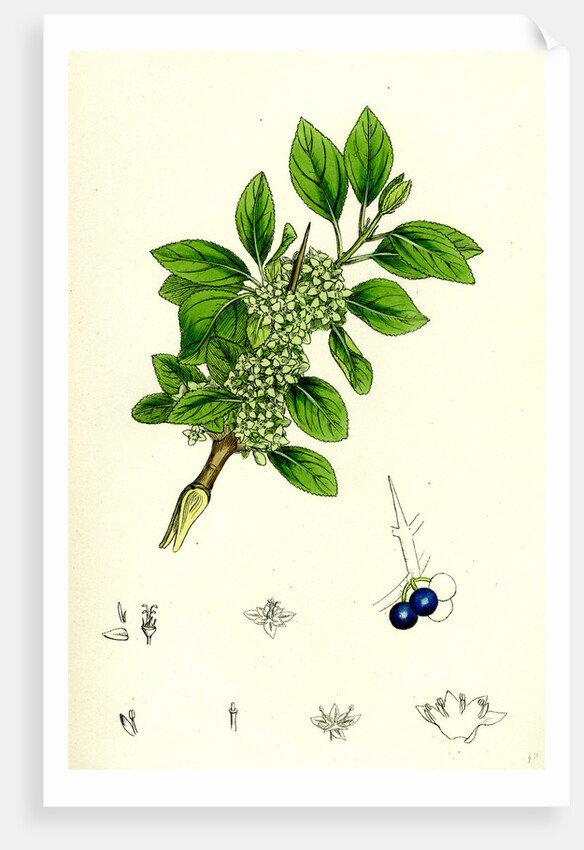 Rhamnus Catharticus Purging Buckthorn by Anonymous