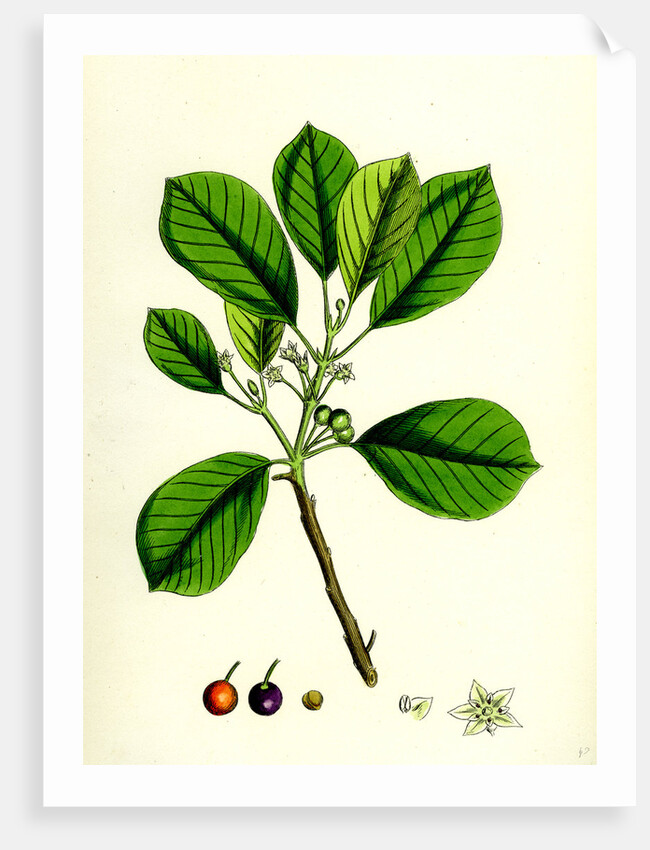 Rhamnus Frangula Berry-Bearing Alder by Anonymous