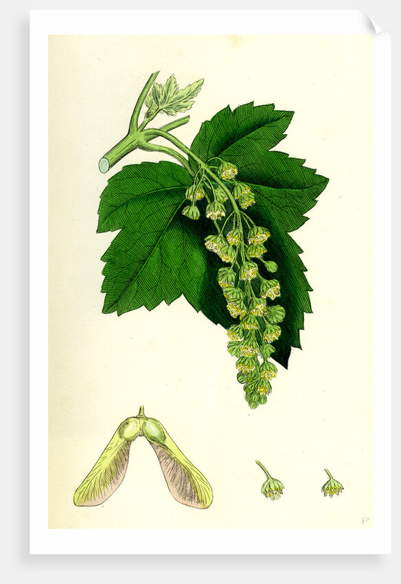 Acer Pseudo-Platanus Sycamore by Anonymous