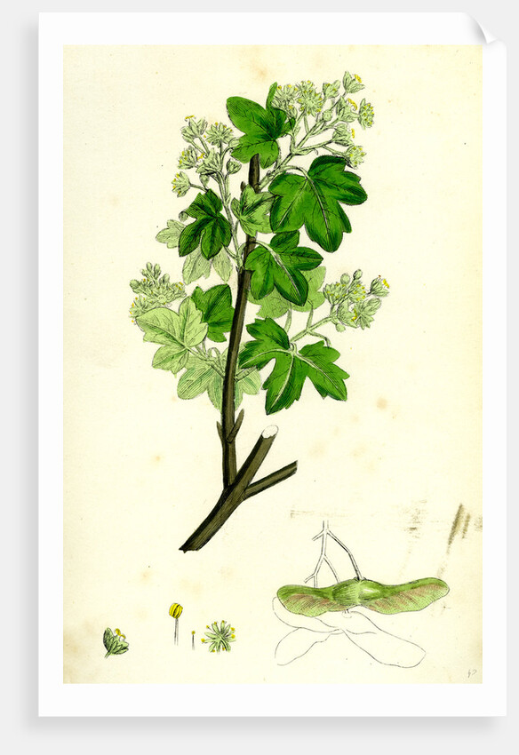 Acer Campestre Common Maple by Anonymous