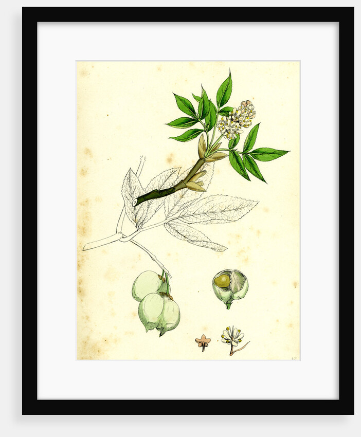 Staphylea Pinnata Common Bladder-Nut by Anonymous