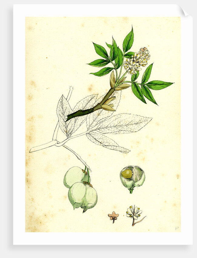 Staphylea Pinnata Common Bladder-Nut by Anonymous