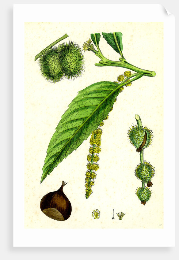 Castanea Vulgaris Sweet Chestnut by Anonymous