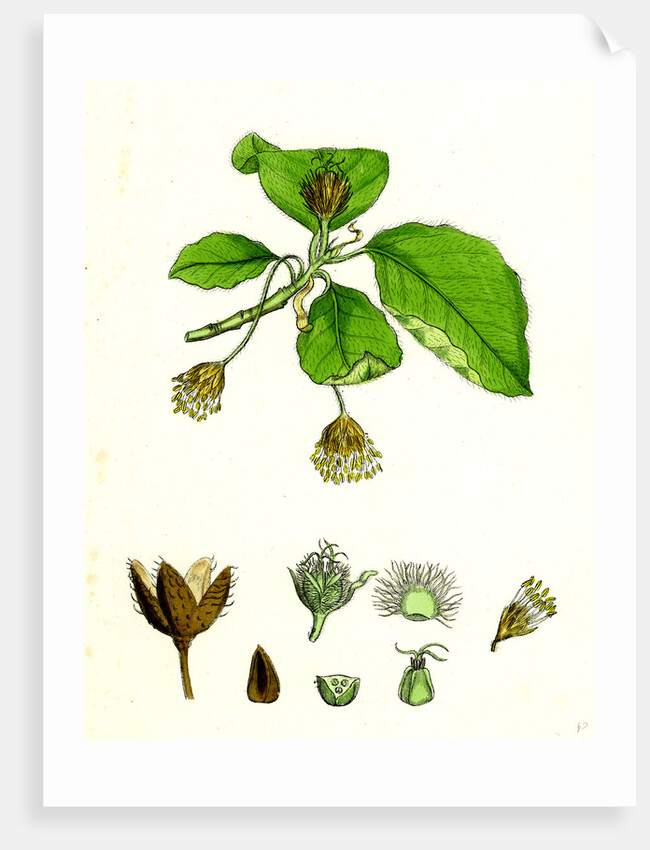 Fagus Sylvatica Common Beech by Anonymous