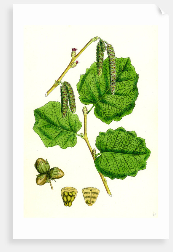 Corylus Avellana Hazel by Anonymous